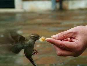bird eating from hand